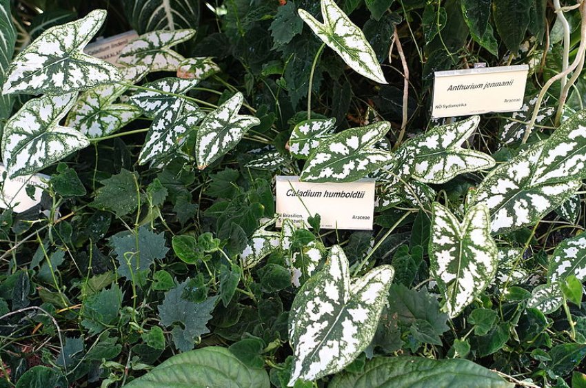 Каладіум Гумбольдта Каладіум Гумбольдта