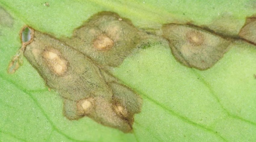 Антракноз на примулі Антракноз на примулі