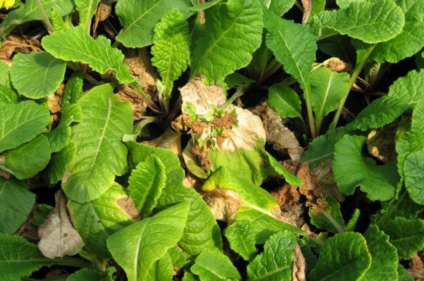 Примула, яка пошкоджена шкідниками Примула, яка пошкоджена шкідниками