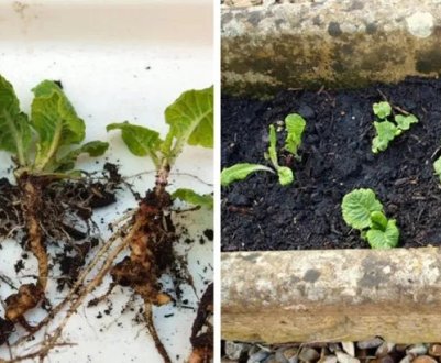 Як розмножити примулу