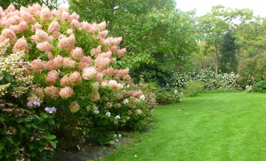 Гортензія Фантом в ландшафтному дизайні Гортензія Фантом в ландшафтному дизайні