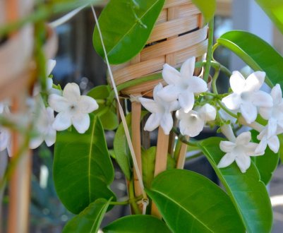 Описание комнатного жасмина и особенностей его видов