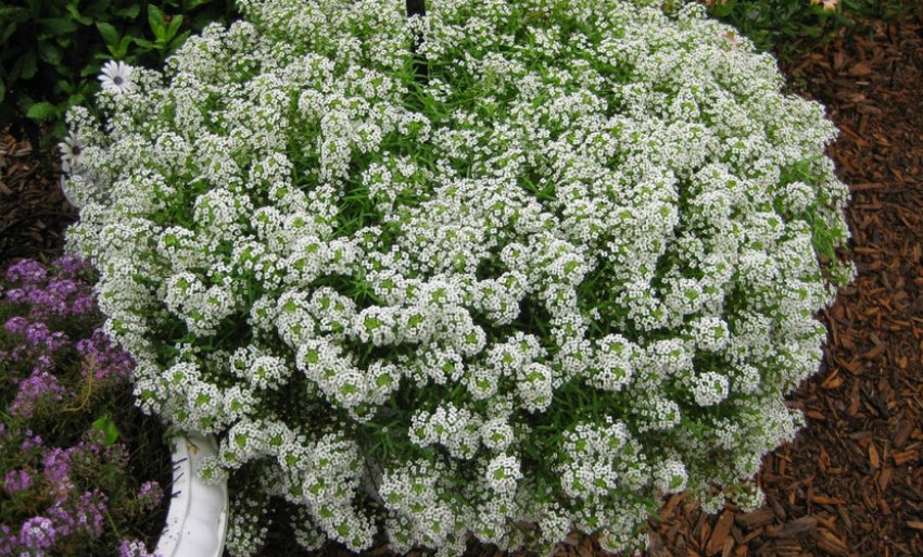 Мульчування аліссуму Мульчування аліссуму