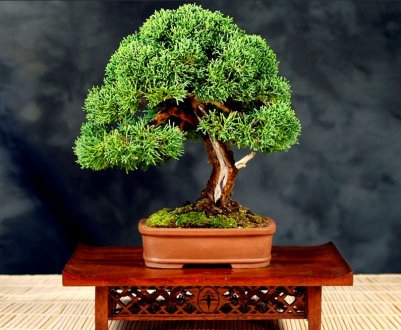 Особливості бонсаю і нивакі з можжевельника