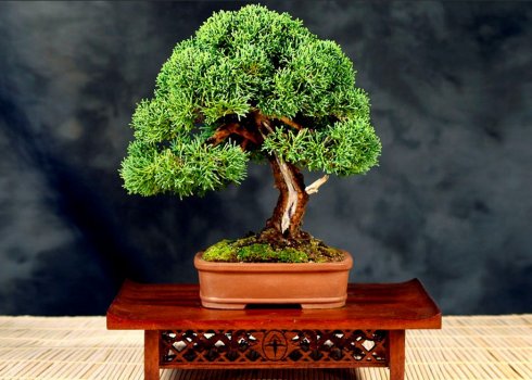 Особливості бонсаю і нивакі з можжевельника