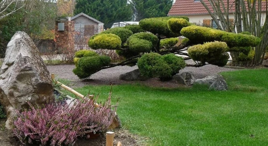 Можжевельник ниваки бонсай. Можжевельник стрикта ниваки. Можжевельник казацкий ниваки. Можжевельник казацкий ниваки. Топиарная стрижка можжевельника казацкого.