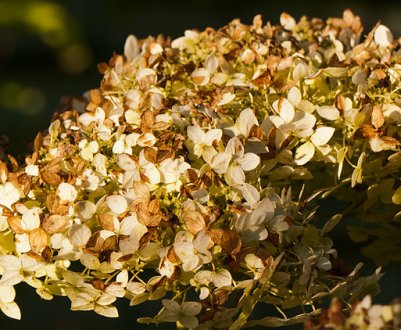 Догляд за гортензією восени, підготовка до зими