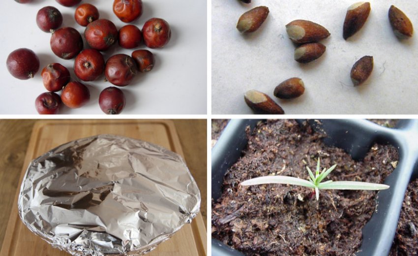 Вирощування можжевельника з насіння Вирощування можжевельника з насіння