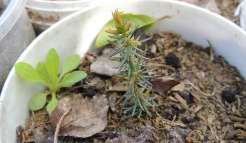 Висходи можжевелу Висходи можжевелу