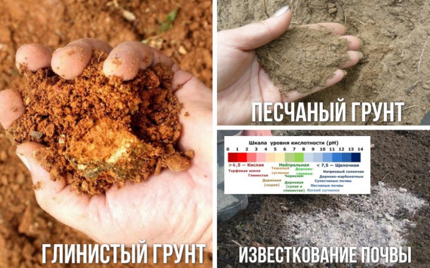Почва для можжевельника Почва для можжевельника