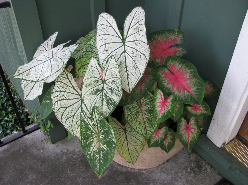 Каладіум Каладіум