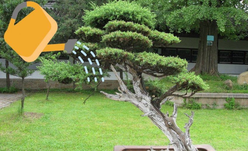 Полив можжевельника нивакі Полив можжевельника нивакі