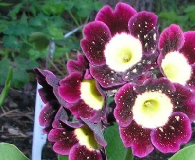 Висадження та догляд за сортами примули ушастої