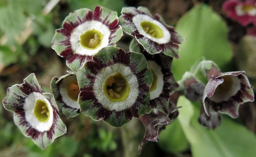 Примула Аурикула