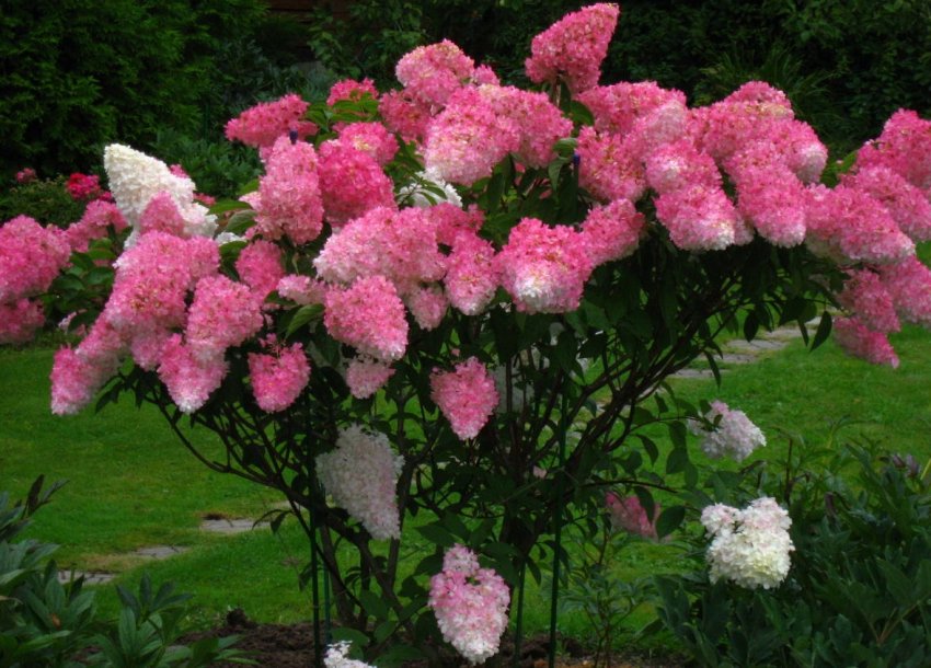 Кущ гортензії Фрайз Мельба