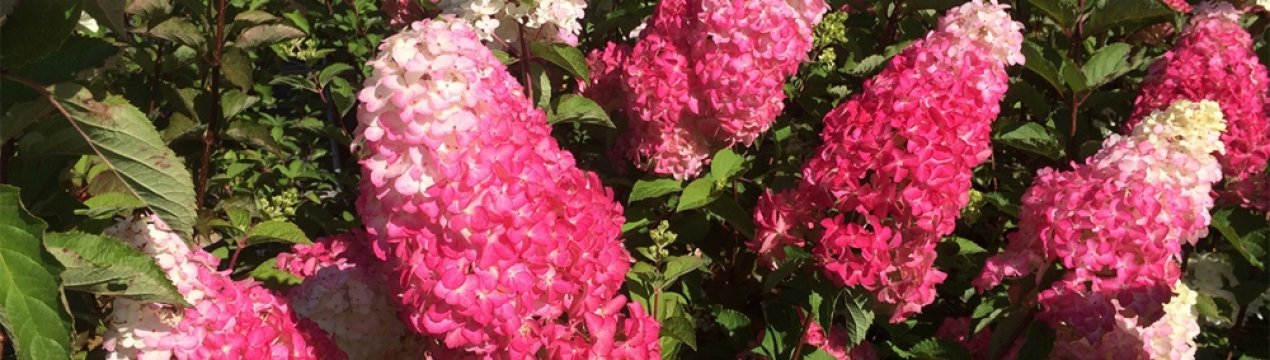 Холодный период спокойствия. Энергичное лето. Звезды, которые светят ярче в темноте