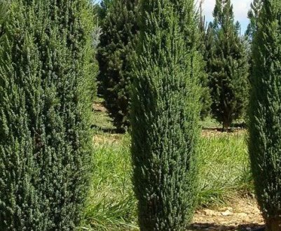 Сосна слідує зміні та догляду