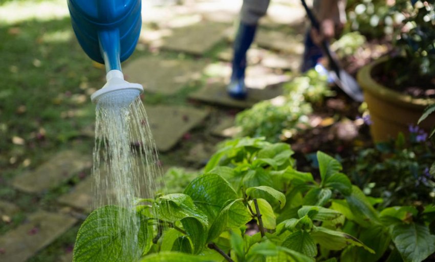 Полив гортензії
