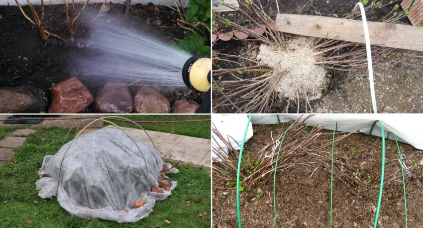 Сховище гортензії на зиму