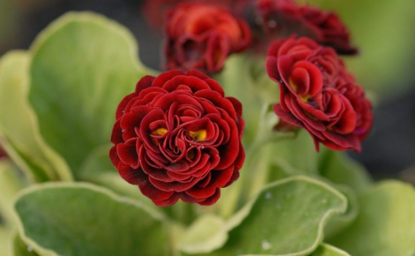 Примула Пегас