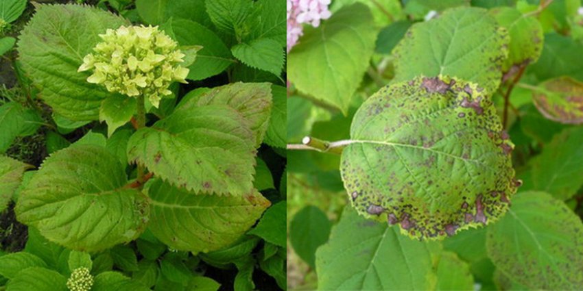 Сіра гниль гортензії