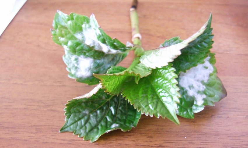 Біла гниль на гортензії