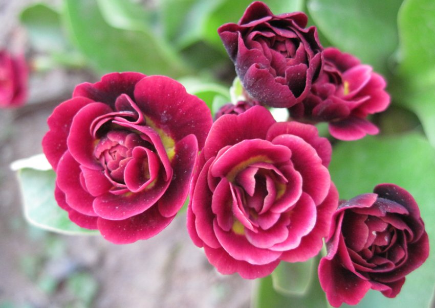 Примула Крімсон ґлоу