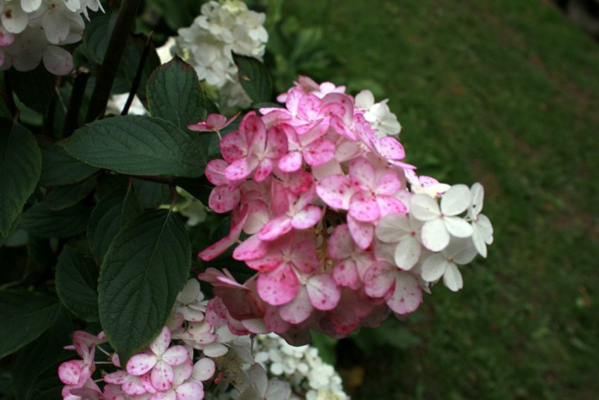 Гортензія Фрайз Мельба