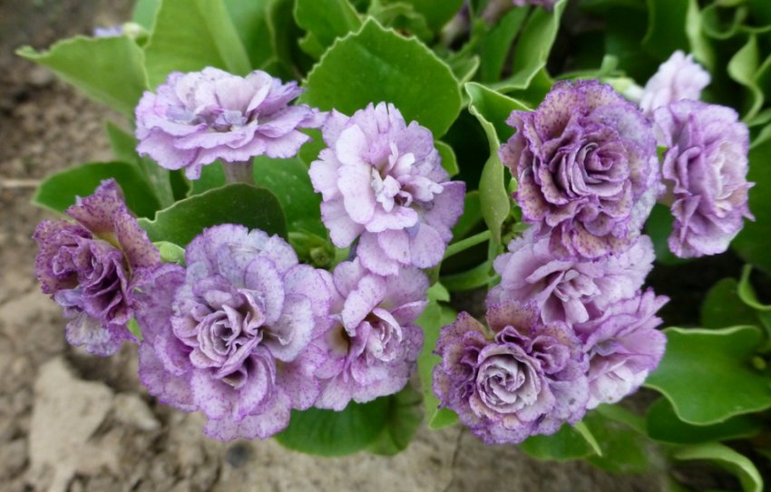 Примула Ксав'єр лайт