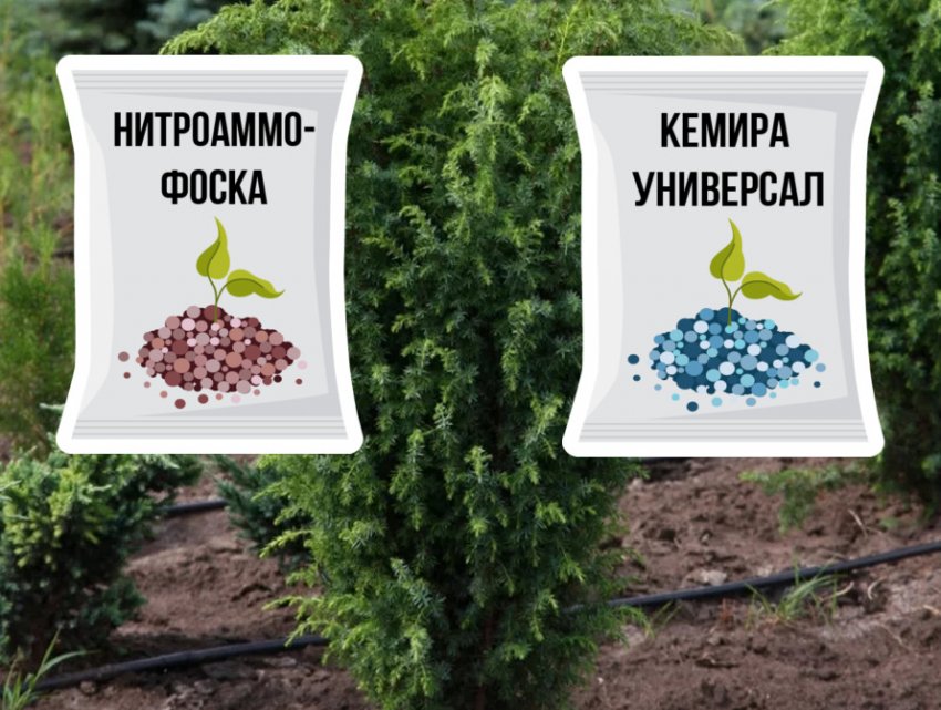 Підживлення можжевельника