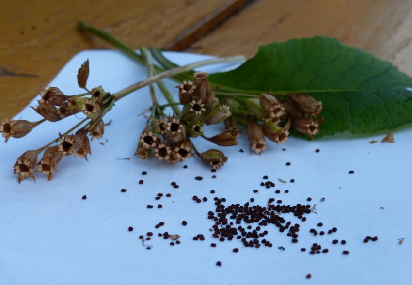 Насіння примули