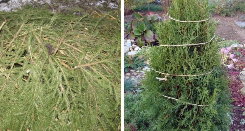 Підготовка можжевельника до зими