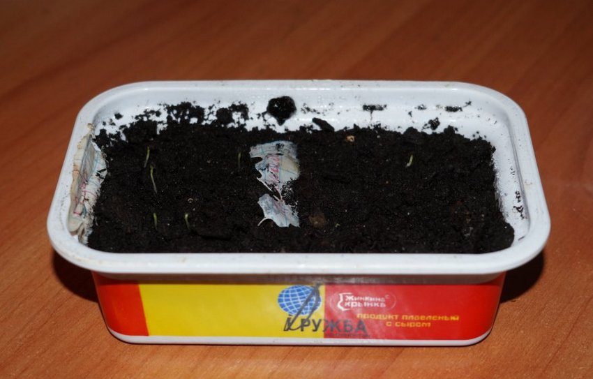 Примула з насіння