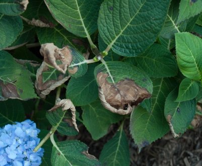 Болезни листьев гортензии метельчатой и их лечение