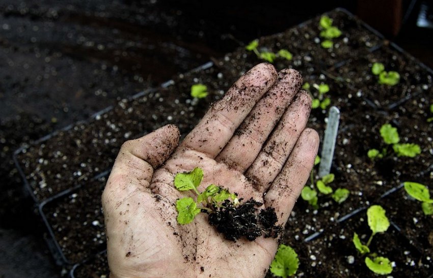 Пікировка фіалки