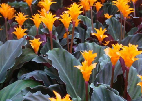 Калатея кроката: догляд в домашніх умовах