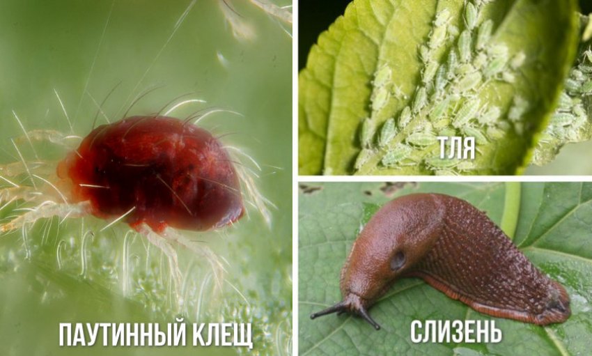 Шкідники гортензії