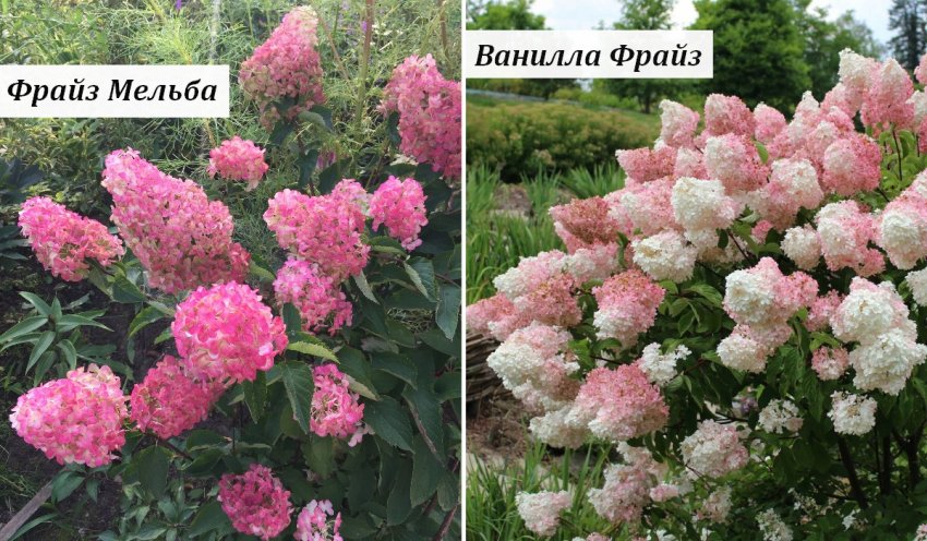 Сорти гортензії Фрайз