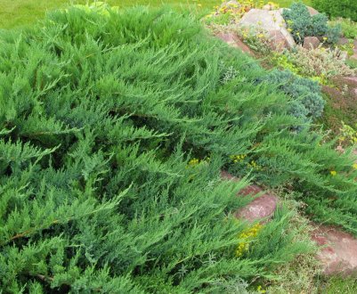 Опис та вирощування козацького можживельника