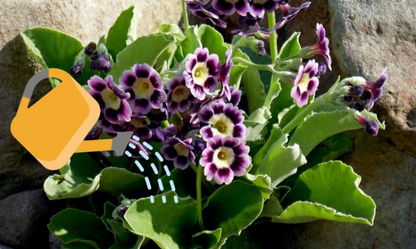 Полив фіалки