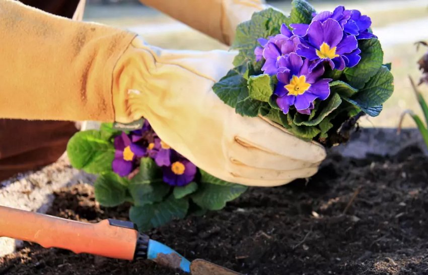 Підживлення примули