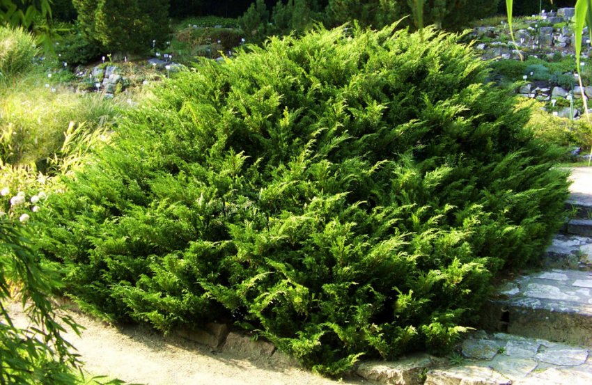 Можжевельник Wegry