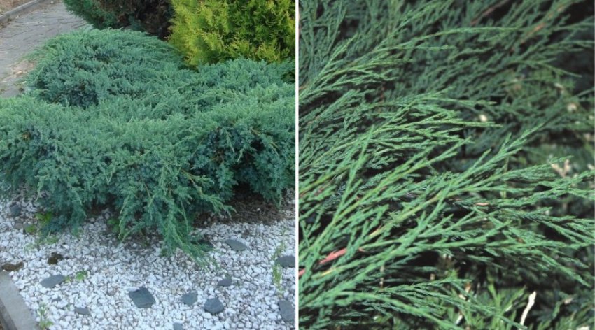 Можжевельник Блю Спаркл