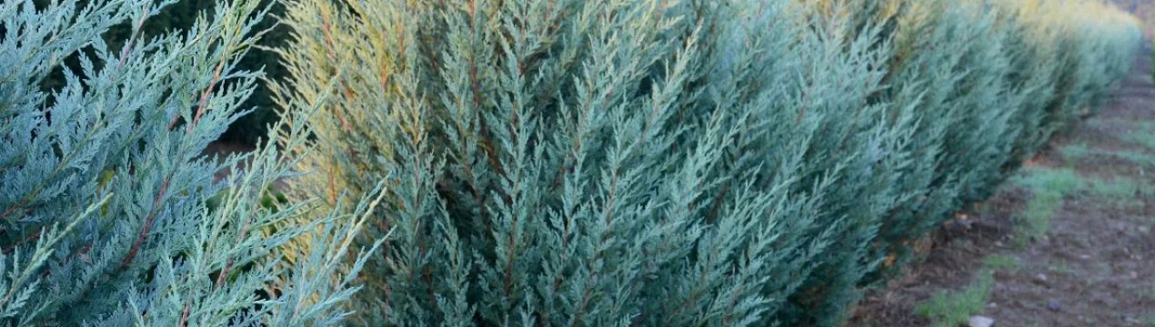 Усе про можжевельник Мунглоу