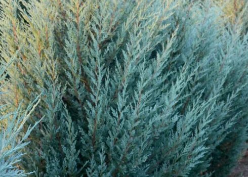 Усе про можжевельник Мунглоу