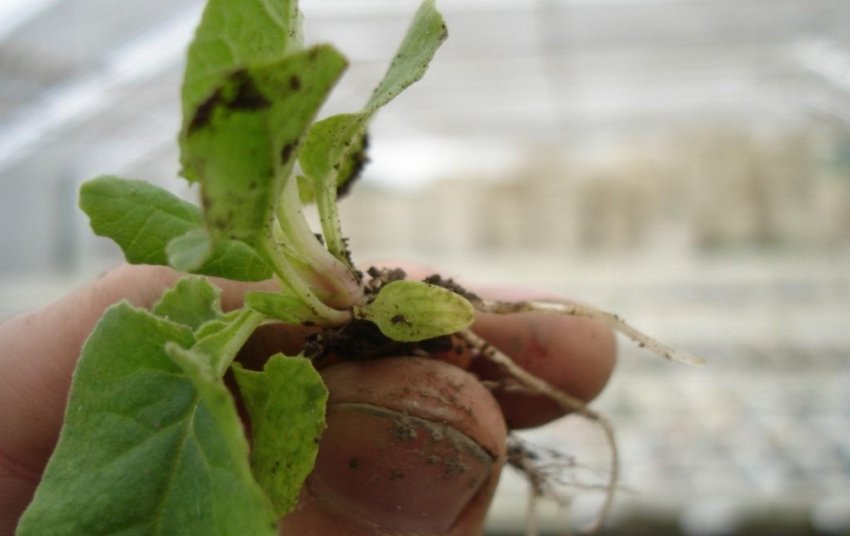 Черенок примулы