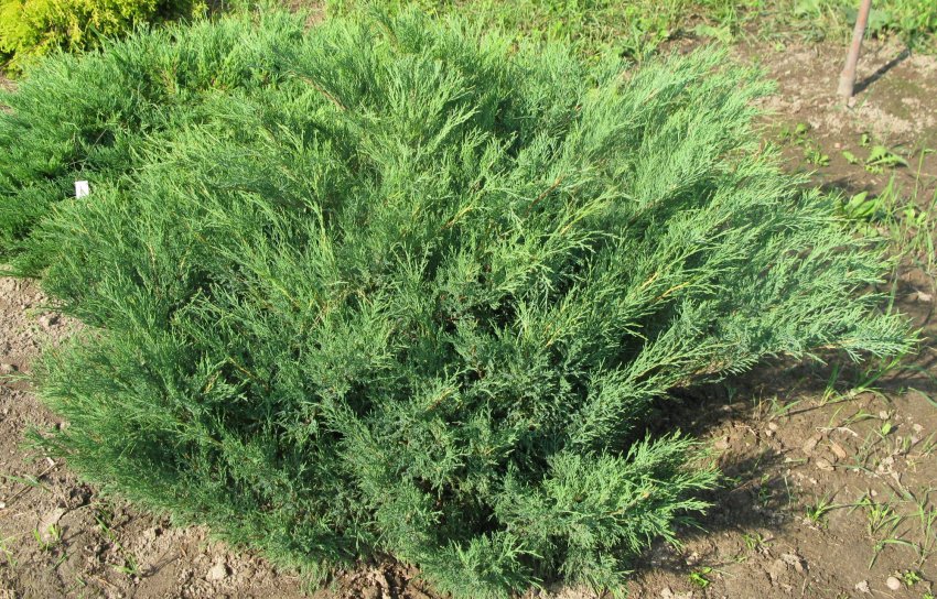 Можжевельник Ложнокозацький