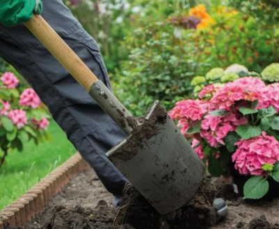 Коли і як пересаджувати гортензію на інше місце