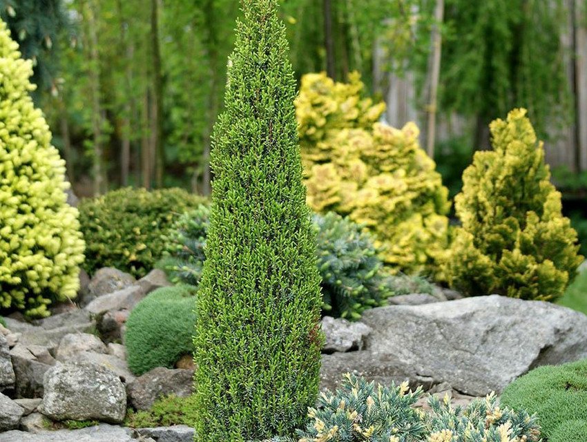 Ялиця Compressa Ялиця Compressa