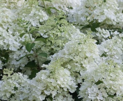 Застосування і характеристики гортензії метеликоподібної "Bobo"